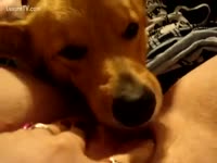 Horny woman fiming her dog licking bawdy cleft